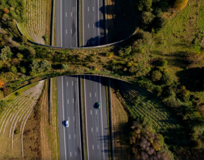 Inédito proyecto:  MOP adjudica primera ruta que contempla siete pasos de fauna en Chiloé
