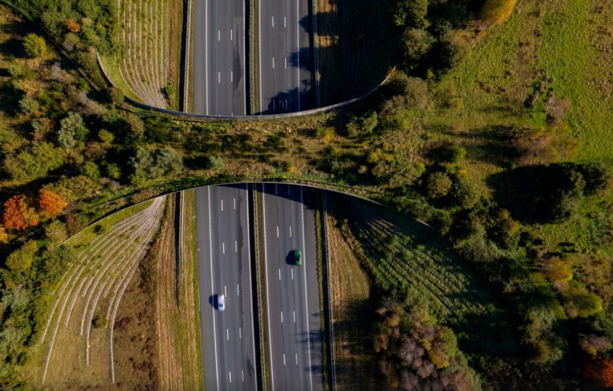Inédito proyecto:  MOP adjudica primera ruta que contempla siete pasos de fauna en Chiloé